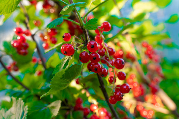 frutas de groselha vermelha madura penduradas em galhos no sol da noite - currant - fotografias e filmes do acervo