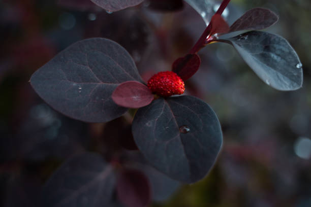 istock Strawberry berry is lying on the leaves of a tree 1262672012