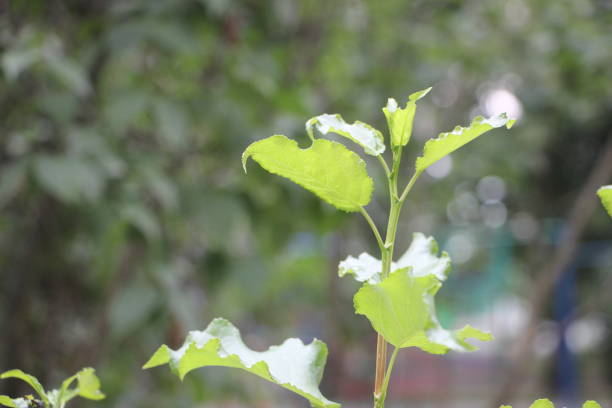 istock Young green seedlings growing in a soil. New begining startup concept 1262672992