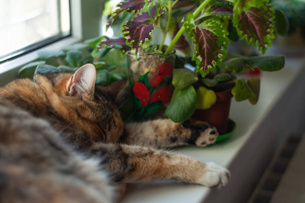 istock Domestic cat sleeping on the window. Pot flowers on a windowsill. 1262674177