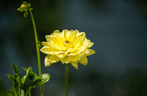 Yellow dahlia flower and stem. Horizontal copy space