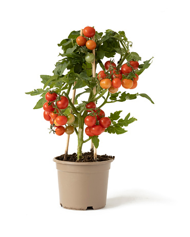 Tomato Plant on a white background