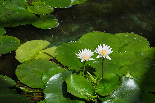 white water lily or lotus in a pond