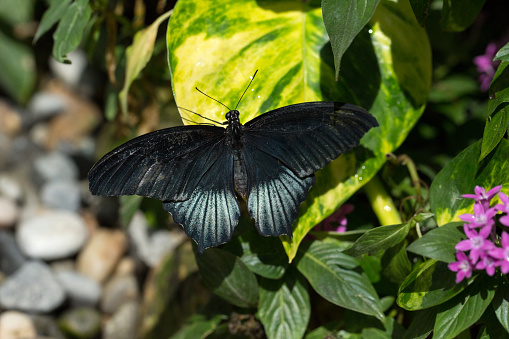 (Papilio memnon) Great Mormon butterfly  on a leaf