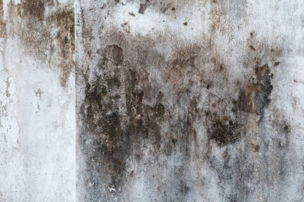 Mould, Fungus, and White Peeling Painting on Old Concrete Wall Background. Suitable for Presentation and Backdrop Mould, Fungus, and White Peeling Painting on Old Concrete Wall Background. Suitable for Presentation and Backdrop. mold remediation stock pictures, royalty-free photos & images