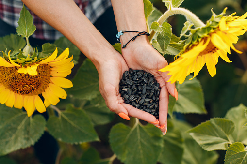 Woman hands holding sunflower seeds in field