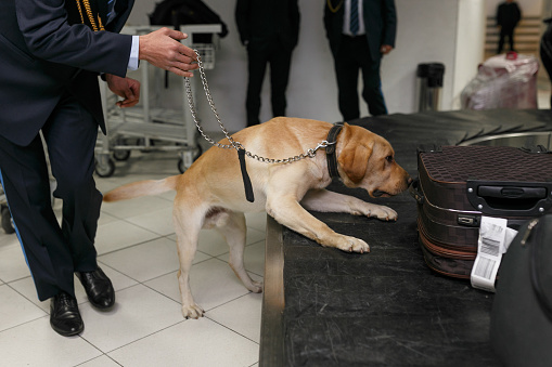 Horizontal view of a drug detection dog at the airport searching drugs in the luggages.