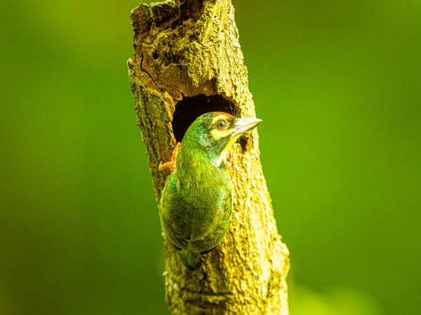 istock CopperSmith Barbet Male 1262683448