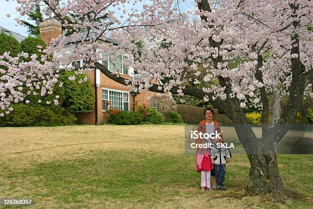 Mãe Com Dois Filhos Em Uma Bela Blossoming Cerejeira - Fotografias de stock e mais imagens de Ao Ar Livre