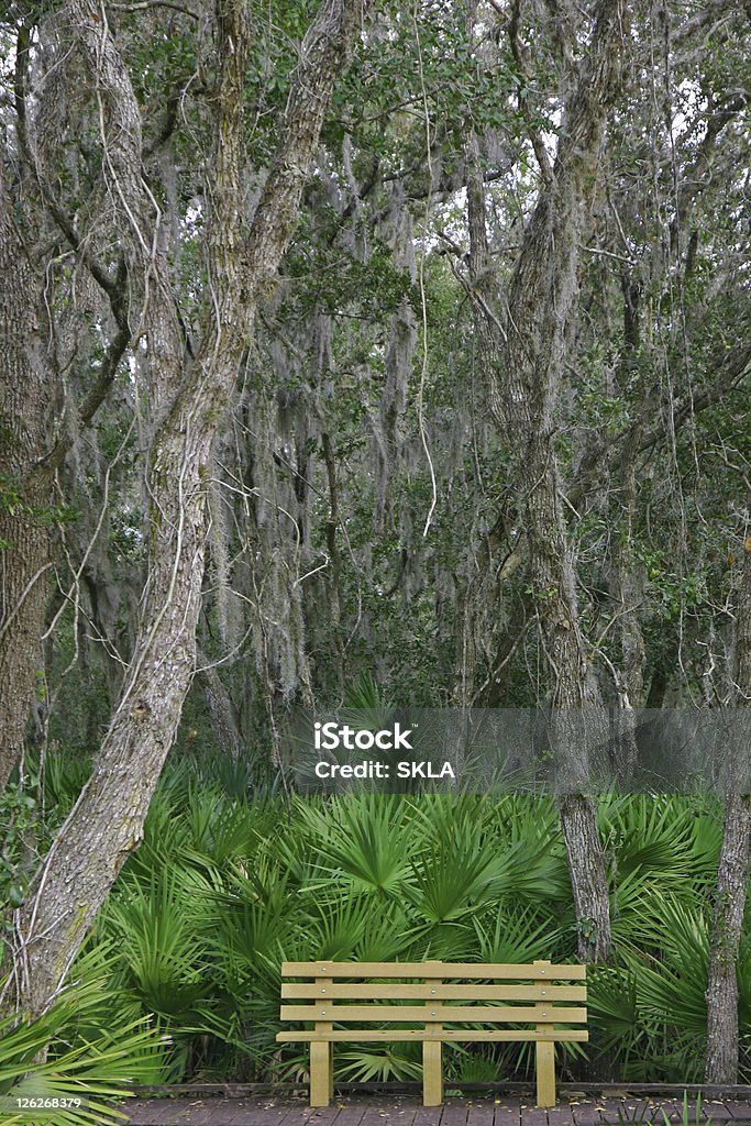 Jungle bench-lonly banco en el Parque Estatal de Florida - Foto de stock de Aire libre libre de derechos