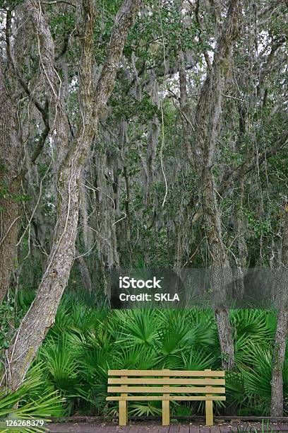 Jungle Benchlonly Banco En El Parque Estatal De Florida Foto de stock y más banco de imágenes de Aire libre