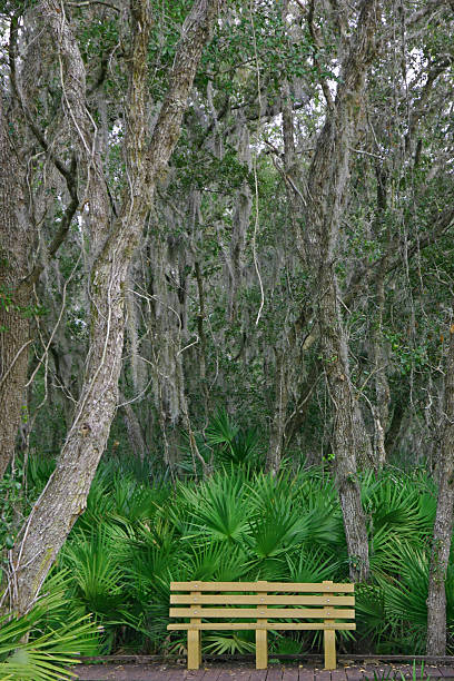 istock Jungle bench - lonly bench in a Florida state park 126268379