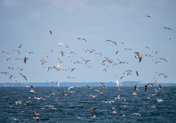 istock Seagulls on the French coast 1262684064