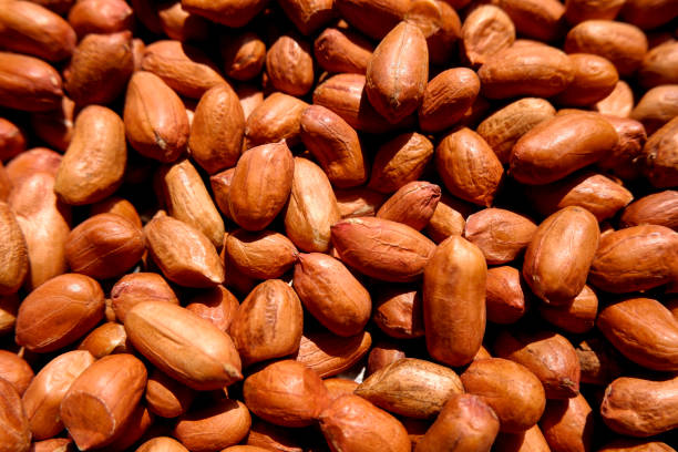 istock close up view of groundnuts or peanuts gathering 1262684398