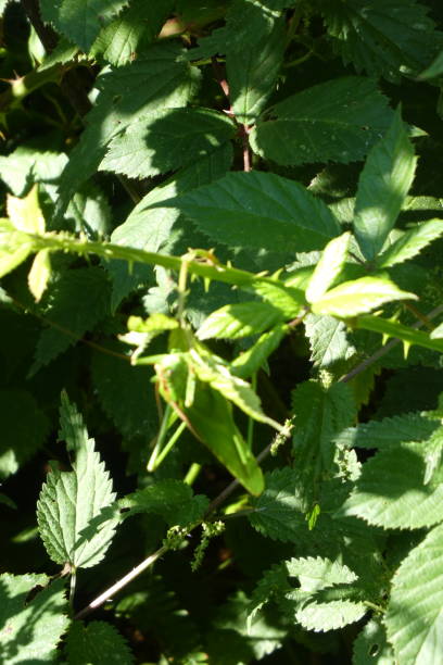 istock large green grasshopper partially hidden with bramble leaves 1262684399