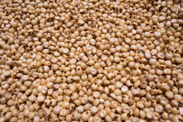 vista ravvicinata di un miglio bianco (sorgo) jowar - sorgo foto e immagini stock