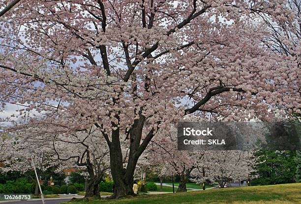 거대한 Blossoming 벚나무 봄 시간 미국 벚꽃에 대한 스톡 사진 및 기타 이미지 - 벚꽃, 나무, 대형