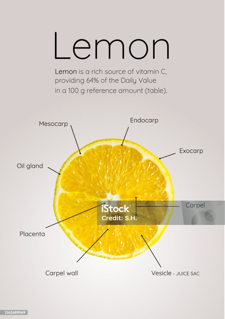 Lemon Parts Rind Lemon Slice Stock Illustration - Download Image Now - Circle, Citrus ...