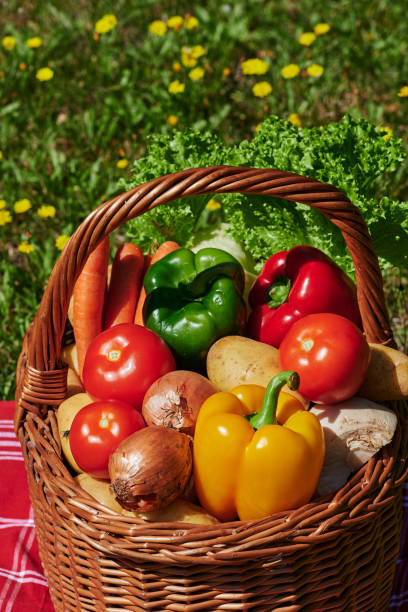 istock Basket of different vegetables in the sunlight. 1262689447