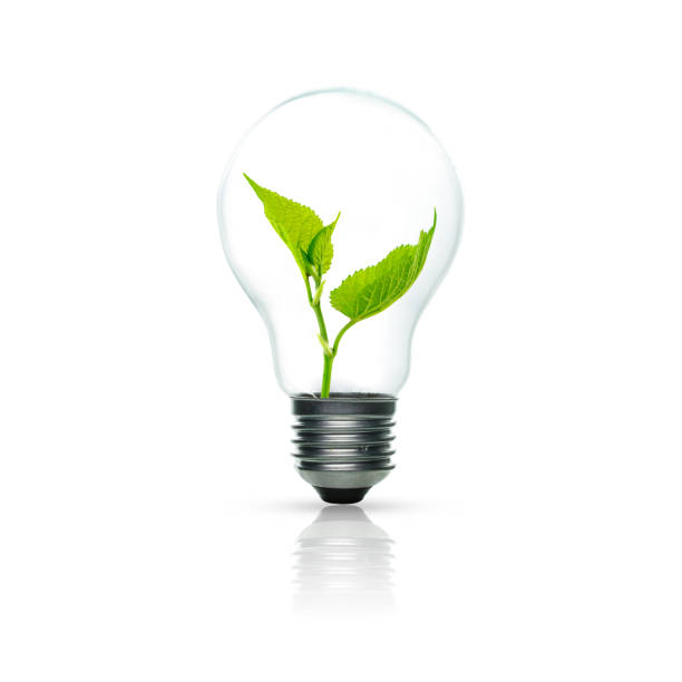 Light bulb with sprout inside isolated on white background. Green energy concept. stock photo