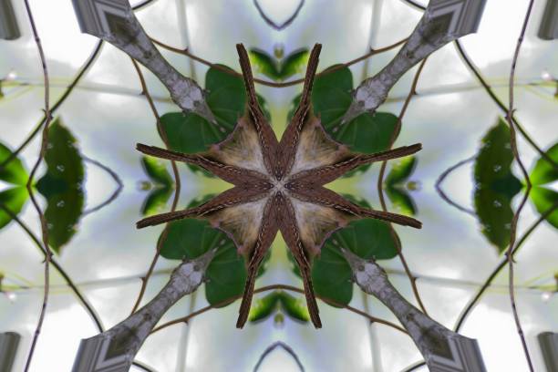 A kaleidoscope image of a Caroline Wren perching on a limb, you can still make out the markings if you’re a birder