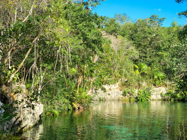 istock The Forest and Cenote 1262692114
