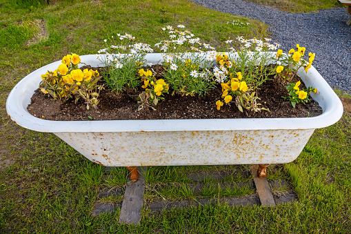 Bathtub utilized as a flowerpot with pansies and other flowers which can survive the Icelandic summer