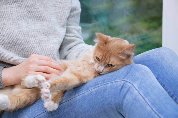 istock Caucasian woman holding a red cat while sitting on the windowsill. 1262693923