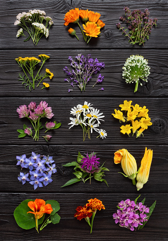 Edible flowers and herbs on a dark wooden board. Big collection of fresh plants for culinary and herbal medicine. Top view.