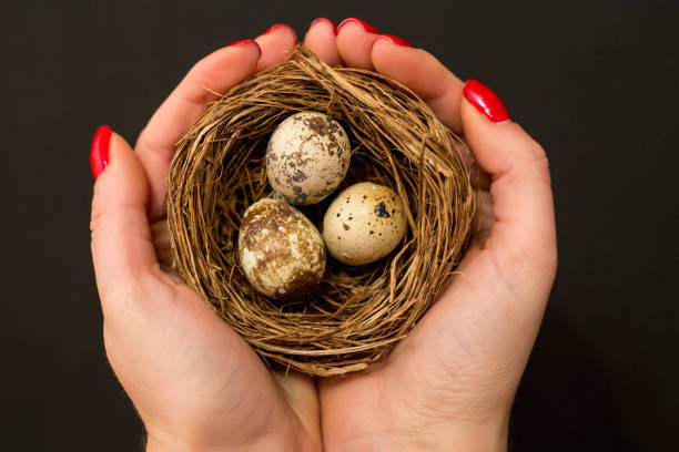 istock girl holding a nest with eggs 1262694436