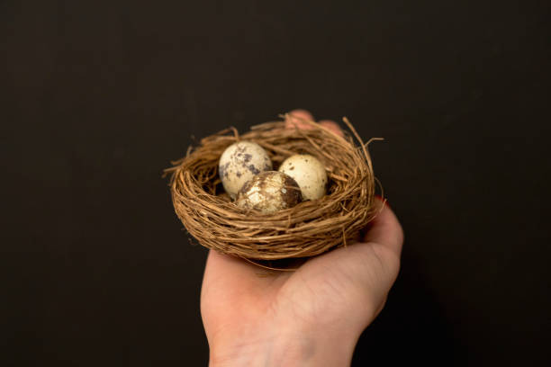 istock girl holding a nest with eggs 1262694446