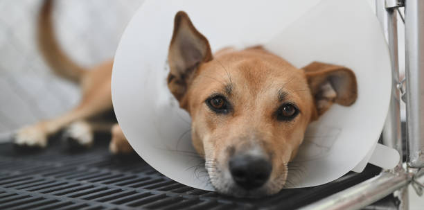 Sad dog wearing a protective cone on his neck and lying in an animal cage. Sad dog wearing a protective cone on his neck and lying in an animal cage. cone shape stock pictures, royalty-free photos & images