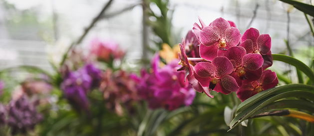 The colorful orchid farm is an agricultural industry in Thailand.
