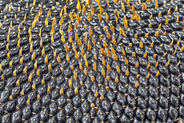 istock Ear with black background large sunflower seeds 1262695742