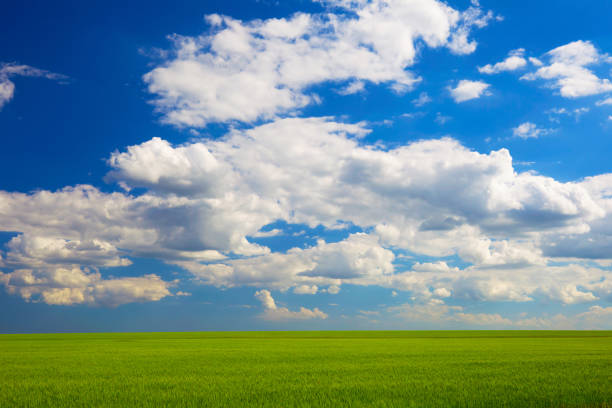 wheat field in a sunny summer day, blue sky with clouds. beautiful landscape. green field and clouds - winter wheat imagens e fotografias de stock