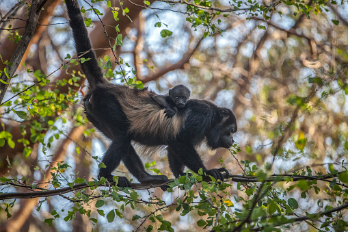 A closeup selective focus shot of an adorable gibbon monkey