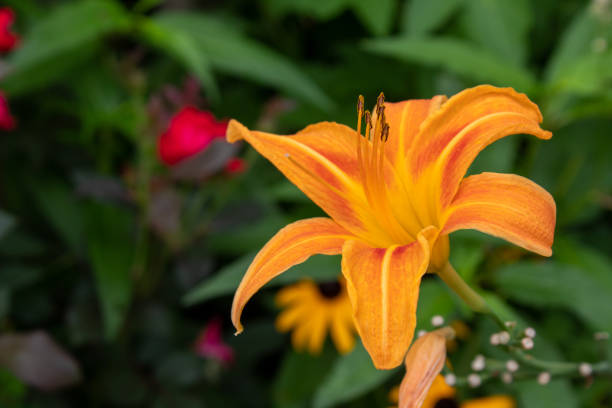 istock The orange flower vol. 1 1262697621