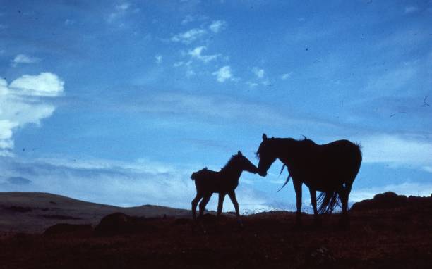Mare and filly are silhouetted against a dramatic azure sky of wispy clouds.  Rugged desert terrain underfoot suggests the open spaces of the West.
