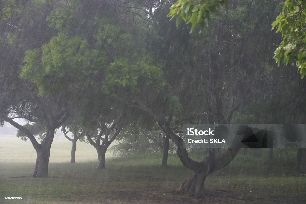Schwere tropischen Regen in Hawaii (USA - Lizenzfrei Baum Stock-Foto