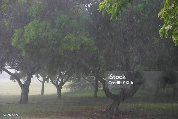 Schwere Tropischen Regen In Hawaii Usa Stockfoto und mehr Bilder von Baum - Baum, Bildhintergrund, Blatt - Pflanzenbestandteile