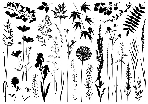 Set of plants silhouettes. Detailed images isolated black on white background. Vector design elements.