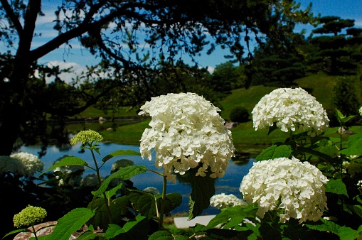 Cluster of white hydrangeas standing in front of a beautiful lake