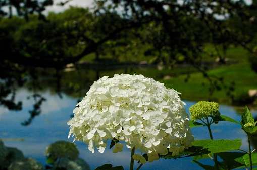 White hydrangea in the sun standing in front of a beautiful lake