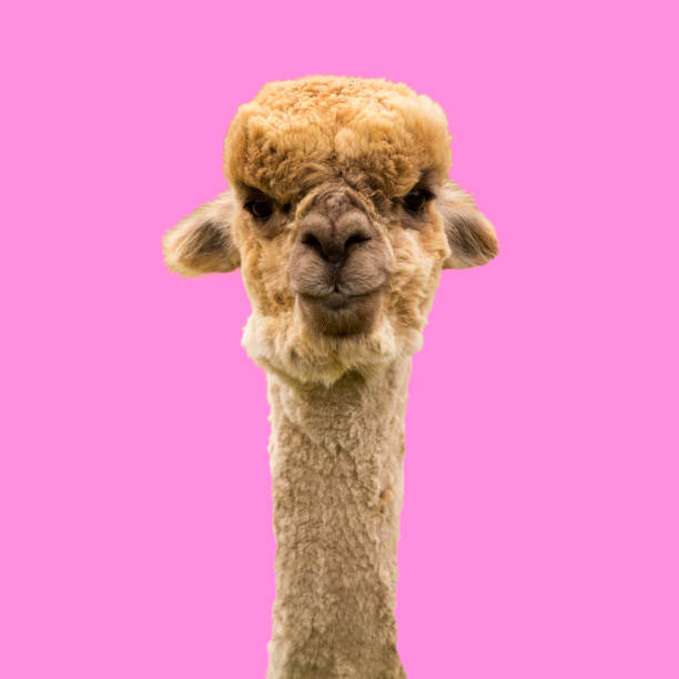 istock Funny brown alpaca on pink background 1262703007