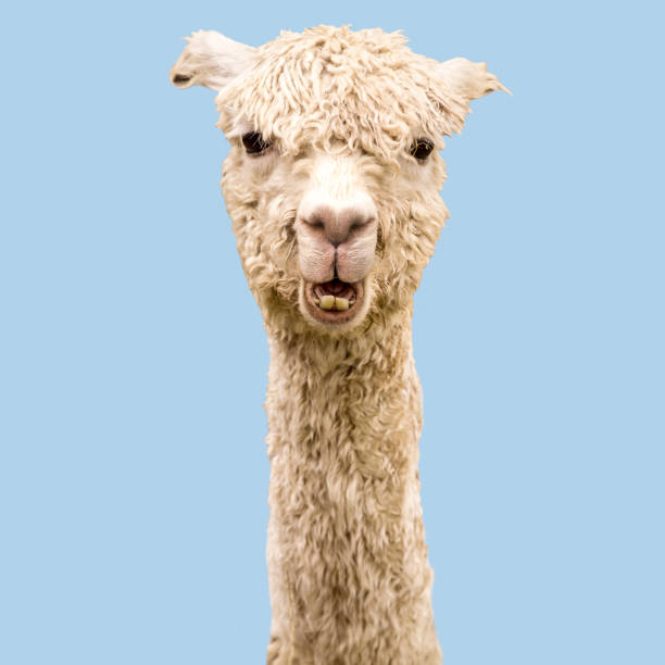 istock Funny white alpaca on blue background 1262703008