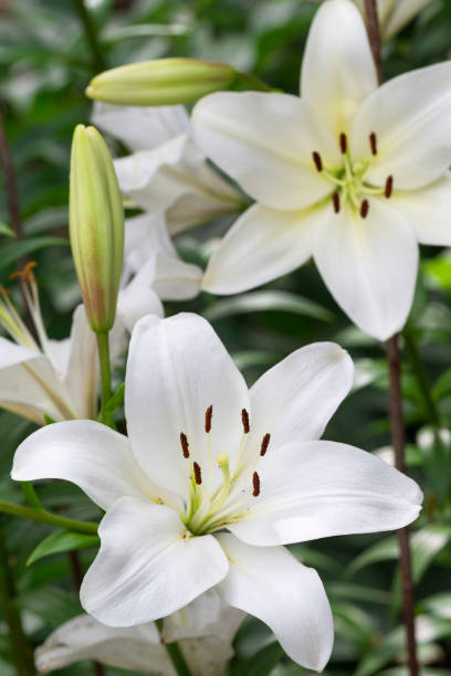 istock Beautiful flowers of white lilies background blur selective focus 1262703307