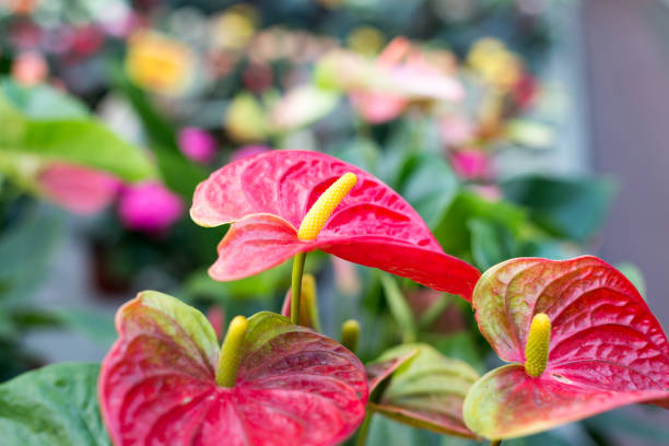 istock Beautiful red flowers Anthurium blur background with bokeh image. 1262703867