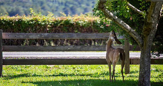 Young Doe Deer, Stretching eating apple from tree. Panoramic photo