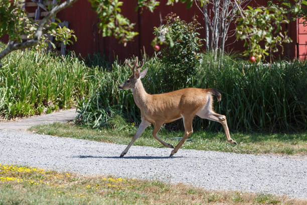 istock Young Buck Deer, running by barn 1262704192
