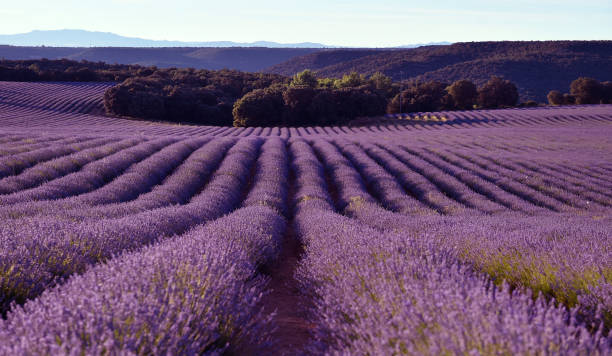 istock a beautiful purple field of lavender 1262704341